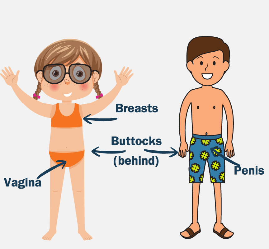 A boy and a girl in bathing suits with arrows pointing to the vagina, breasts, buttocks (behind), and penis.