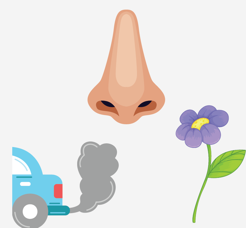 Image of a nose smelling a flower and car exhaust.
