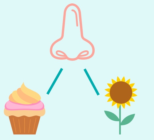 A nose above a cupcake and a sunflower.